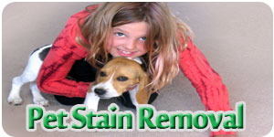 pet-stain-removal